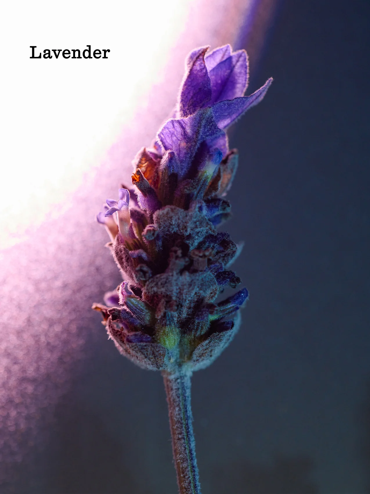 Night Cream - Image 11